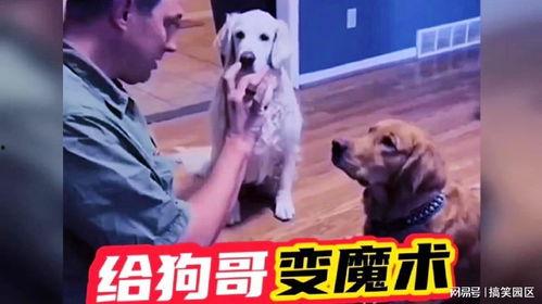 网红狗哥爆料吃瓜视频在线观看,吃瓜视频在线观看，揭秘娱乐圈幕后真相